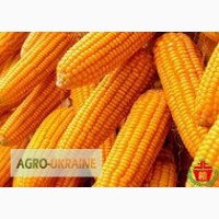 Продам семена кукурузы Пивиха ФАО 190 800 грн/п.е