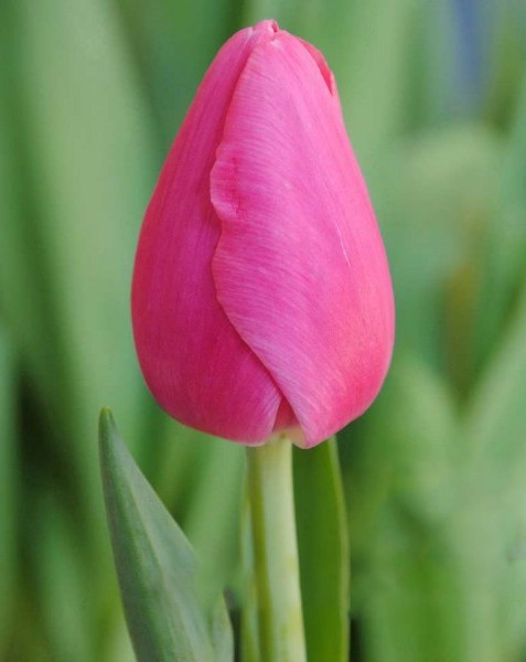 Фото 3. Луковицы тюльпаном для выгонки на 8 марта