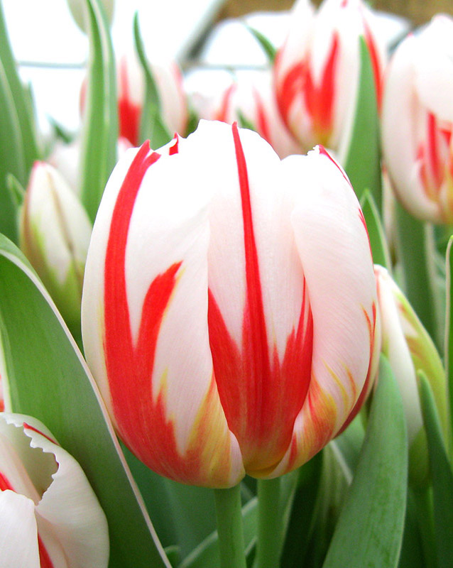 Фото 5. Луковицы тюльпаном для выгонки на 8 марта