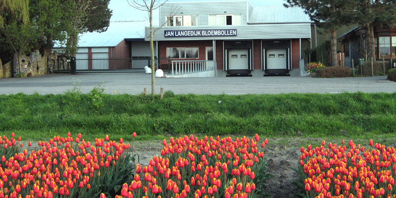 Фото 7. Луковицы тюльпаном для выгонки на 8 марта