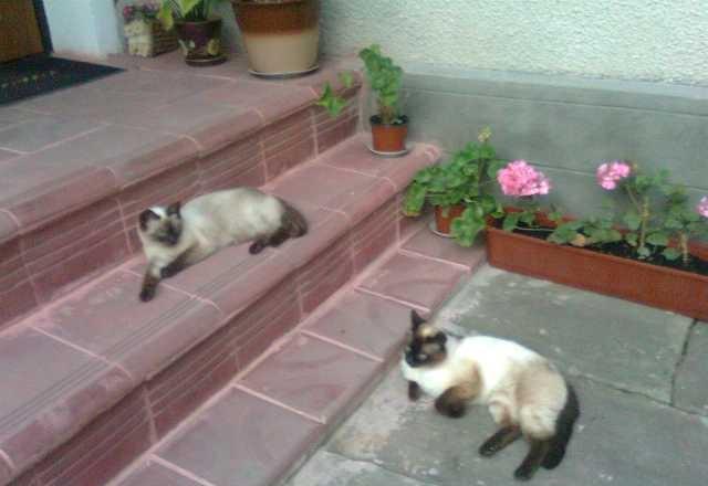 Фото 2. Продам сіамських котиків