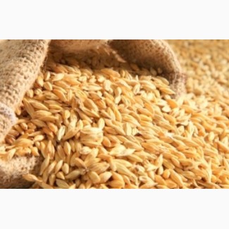 Продам посевной материал озимой пшеницы Грация 1 репродукция