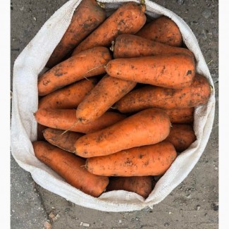 Продам оптом товарну моркву, Черкаська область