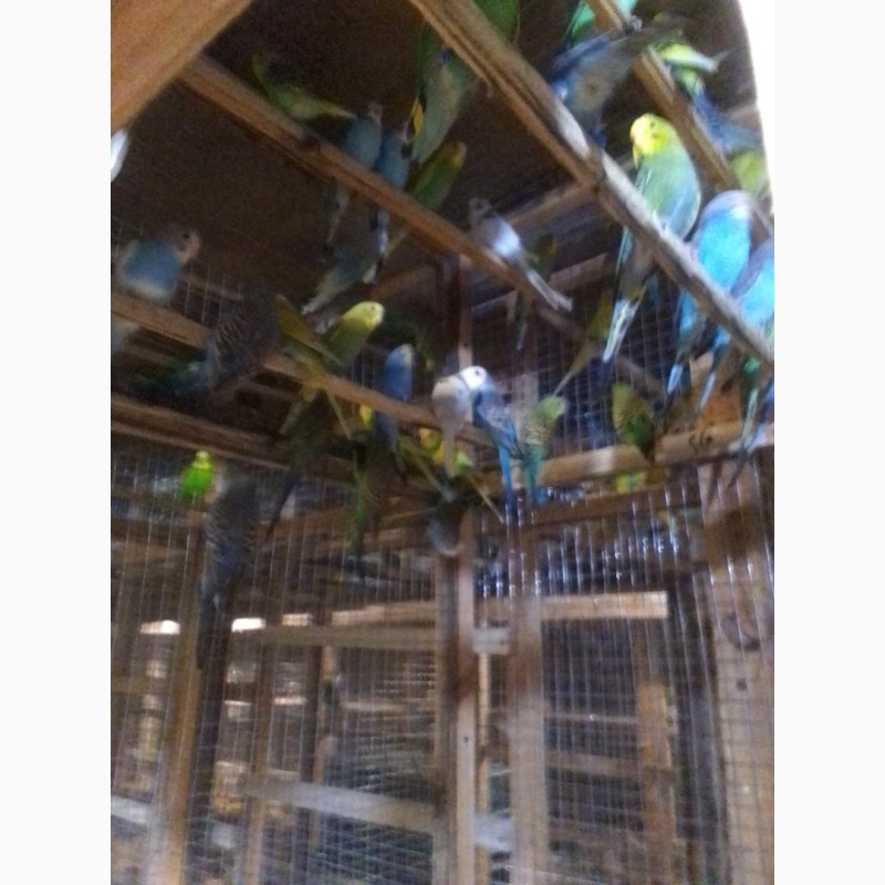 Фото 2/2. Продам волнистих попугаев оптом