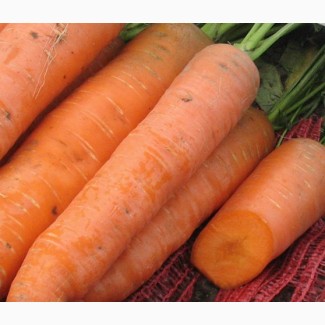 Продаж товарної моркви оптом, гарна якість, Кіровоградська область