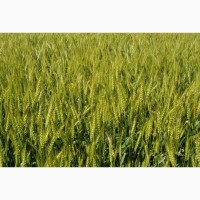 Пропонуємо насіння ярої пшениці сортів КІТРІ, ТОКАТА, ТЮБАЛТ, КВС ШАРКІ 1 репрод
