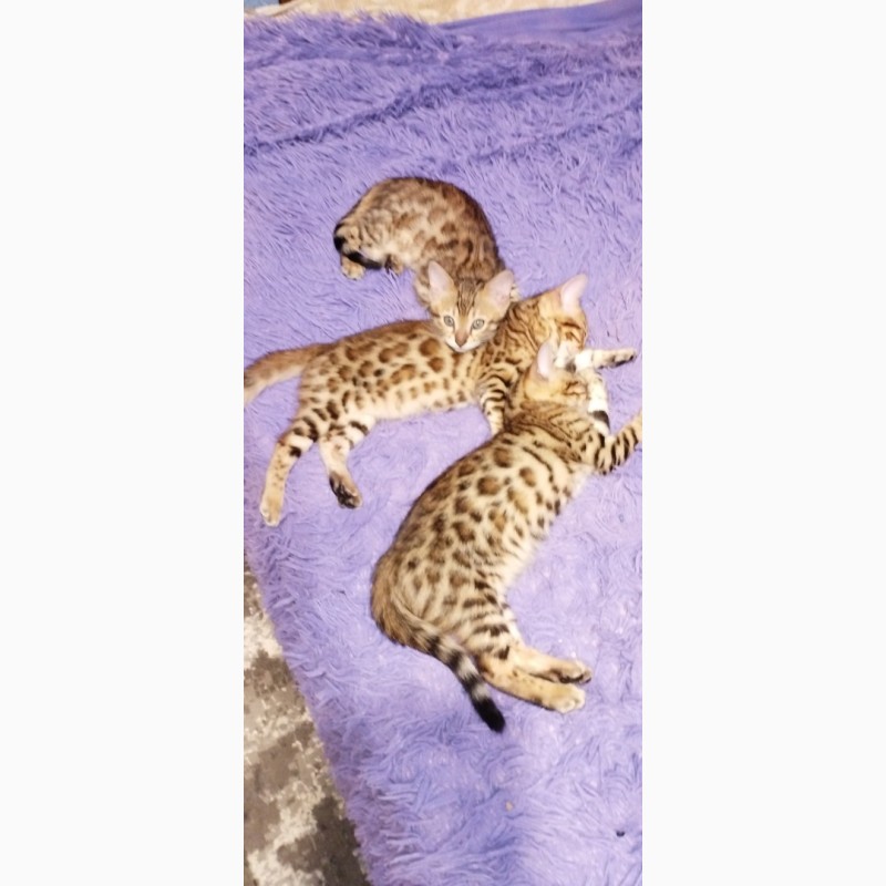 Бенгальські кошенята