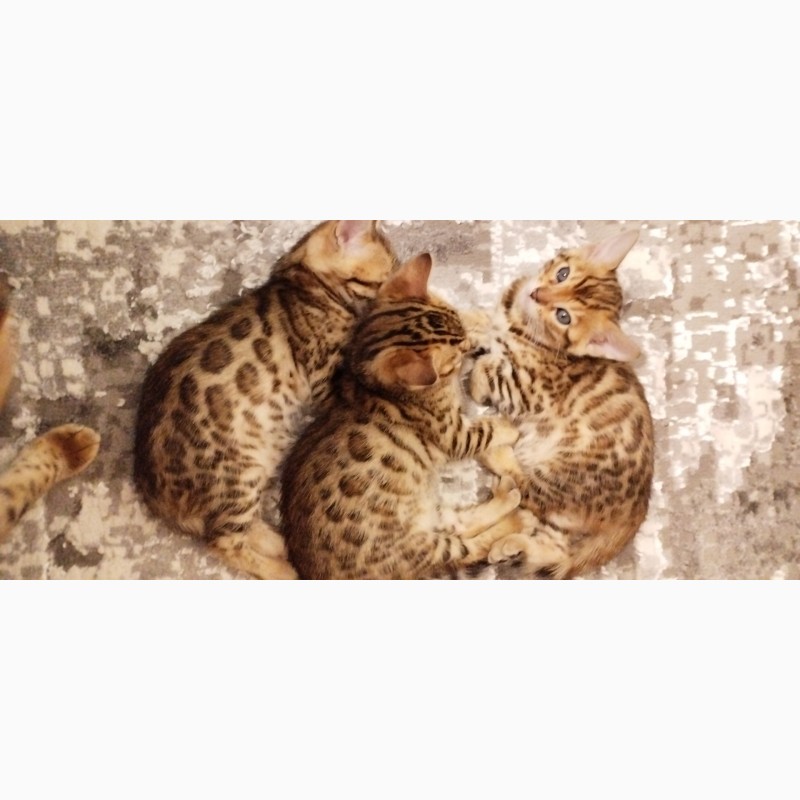 Фото 9. Бенгальські кошенята