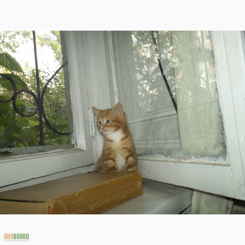Фото 4. Рыжие котята тигрового окраса