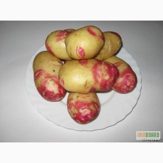 Продам картоплю, посадкова картопля, Пікассо, Київ