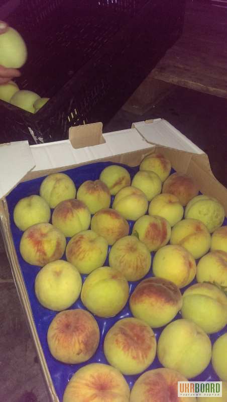 Фото 2. Персик оптом, элитные сорта яблок, абрикоса, сливы, малины