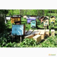 Пчелопакеты из Закарпатья в Запорожье