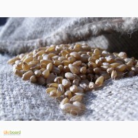 Семена пшеницы яровой Чадо элита