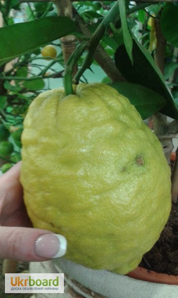 Фото 15. Цитрусы плодоносящие.Лимон, апельсин, мандарин