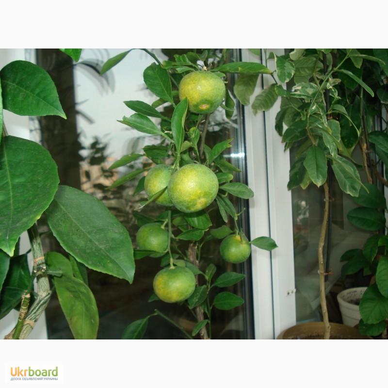 Фото 2. Цитрусы плодоносящие.Лимон, апельсин, мандарин