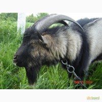 Продам козла для разведения коз, Альпийской породы