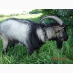 Продам козла для разведения коз, Альпийской породы