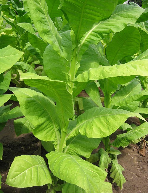 Фото 9. Семена табака - 150 сортов. (Насіння тютюну)