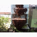 Срочно продам пчелосемьи