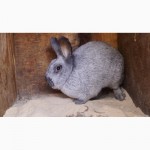 Кролик серый великан для размножения