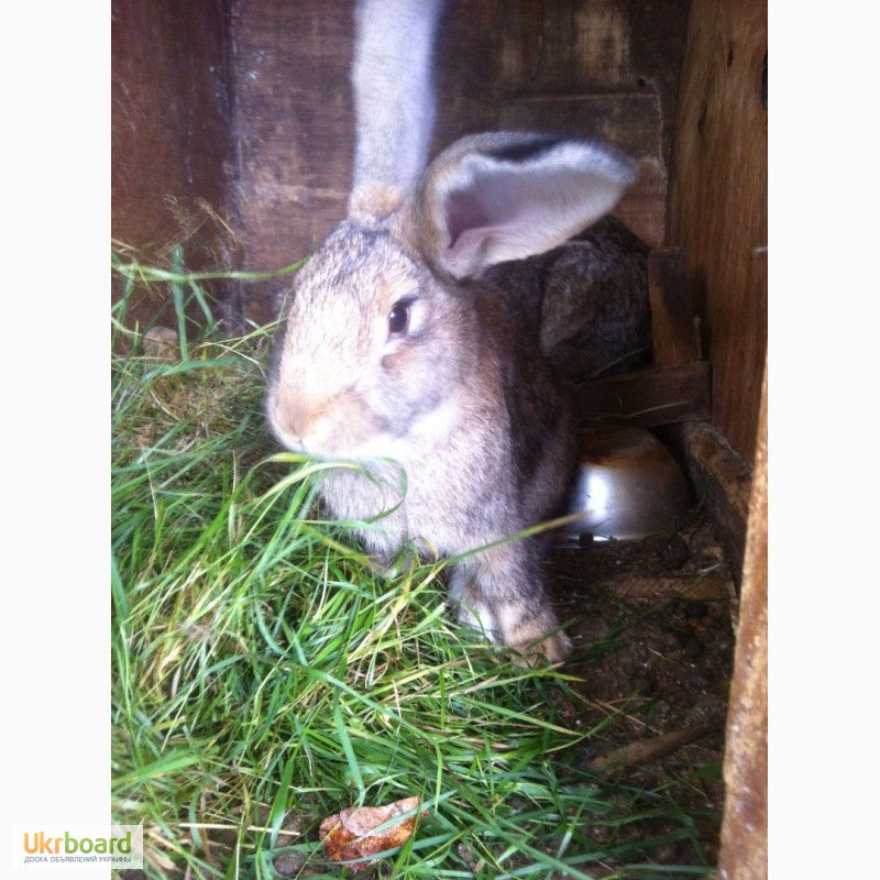 Фото 4. Кролик серый великан для размножения