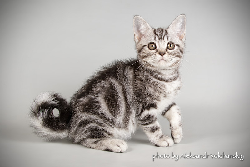 Фото 1/11. Американские короткошерстные котята