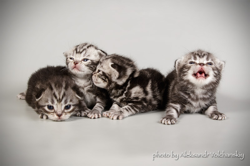 Фото 2/11. Американские короткошерстные котята