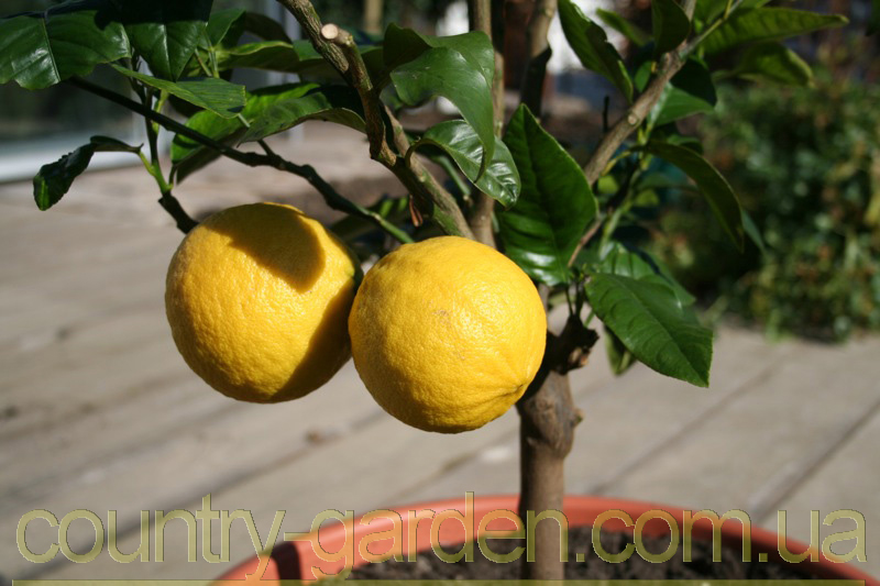 Фото 10. Продам Лимон в горшках, комнатное растение и много других растений (опт от 1000 грн)
