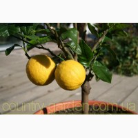 Продам Лимон в горшках, комнатное растение и много других растений (опт от 1000 грн)