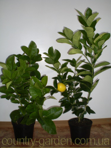 Фото 13. Продам Лимон в горшках, комнатное растение и много других растений (опт от 1000 грн)
