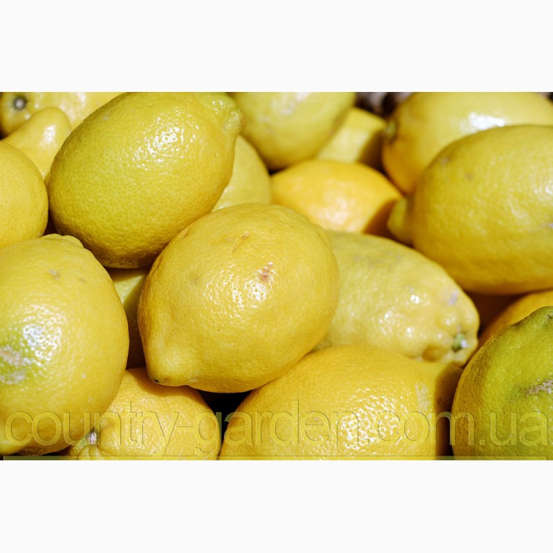 Фото 14. Продам Лимон в горшках, комнатное растение и много других растений (опт от 1000 грн)