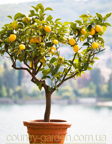 Фото 15. Продам Лимон в горшках, комнатное растение и много других растений (опт от 1000 грн)
