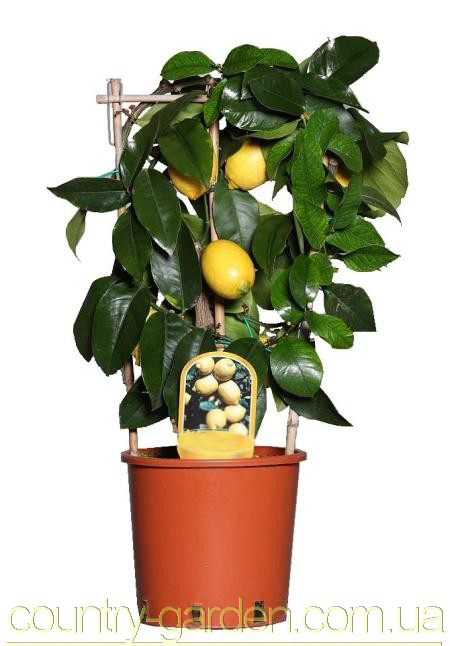 Фото 17. Продам Лимон в горшках, комнатное растение и много других растений (опт от 1000 грн)