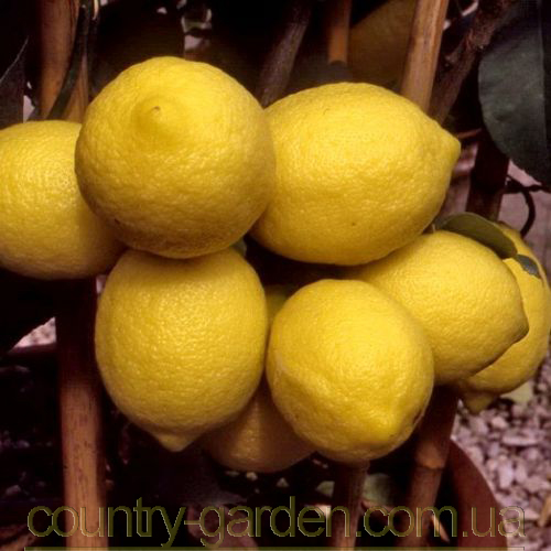 Фото 20. Продам Лимон в горшках, комнатное растение и много других растений (опт от 1000 грн)