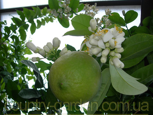 Фото 3. Продам Лимон в горшках, комнатное растение и много других растений (опт от 1000 грн)