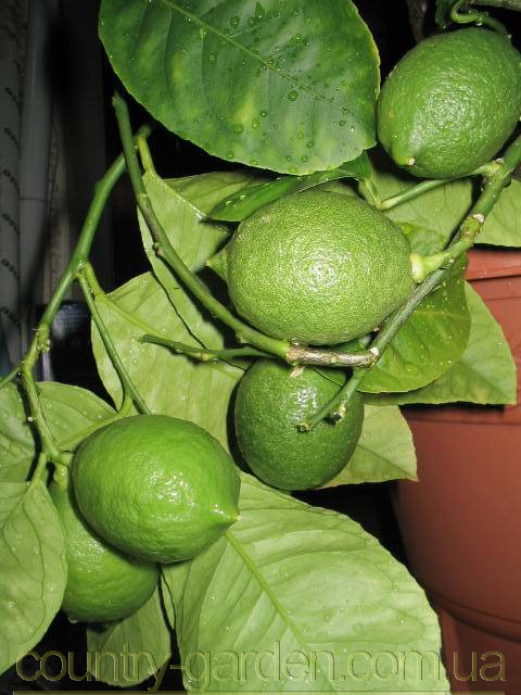 Фото 6. Продам Лимон в горшках, комнатное растение и много других растений (опт от 1000 грн)