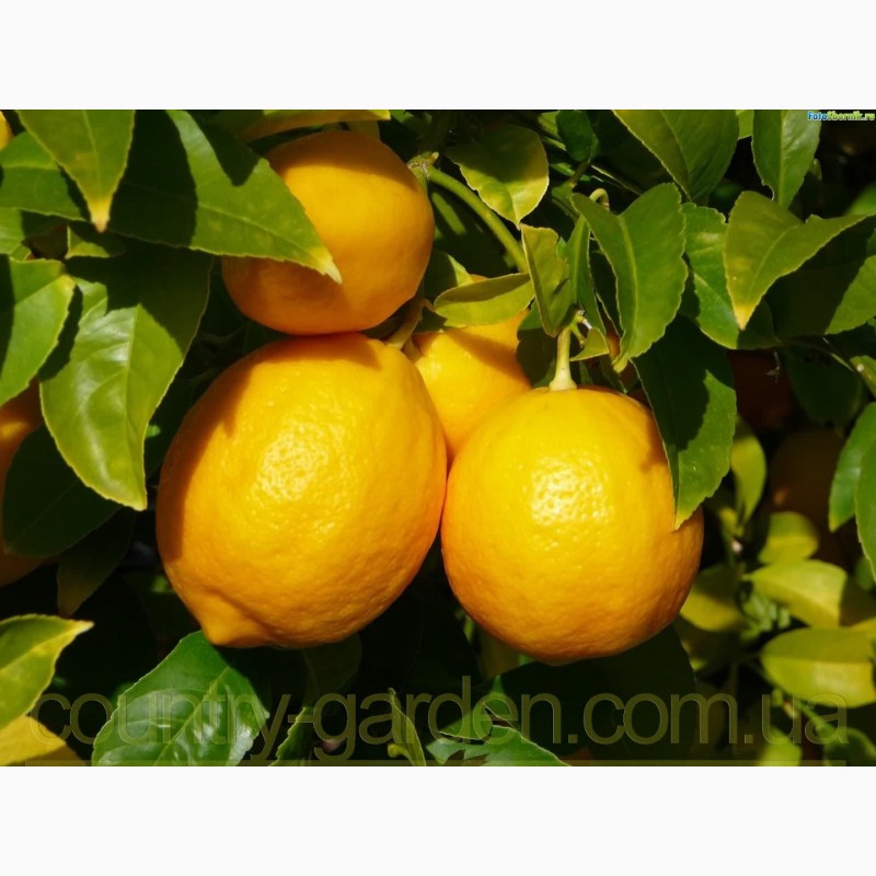 Фото 7. Продам Лимон в горшках, комнатное растение и много других растений (опт от 1000 грн)