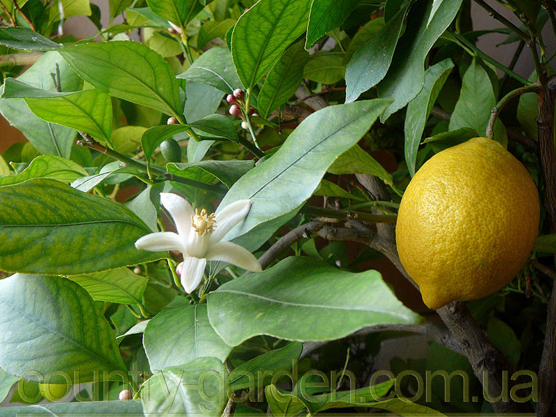 Фото 8. Продам Лимон в горшках, комнатное растение и много других растений (опт от 1000 грн)