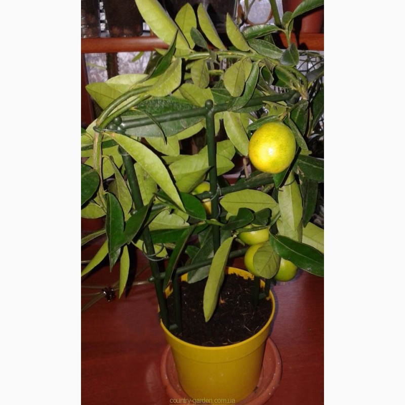 Фото 9. Продам Лимон в горшках, комнатное растение и много других растений (опт от 1000 грн)