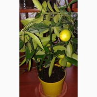 Продам Лимон в горшках, комнатное растение и много других растений (опт от 1000 грн)