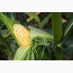 Продам кукурузу ТАР-349 МВ ФАО 290