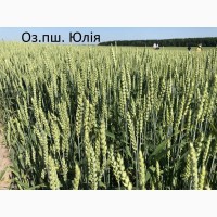 Семена озимой пшеници Юлия 1-реп. (Чехия)