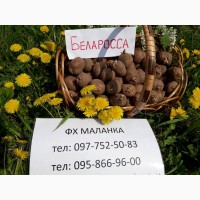 Продаем семенной картофель Беллароса I репродукции. Отправка по всей Украине
