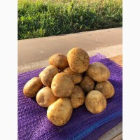 Продам картофель пикасо урожай 2019