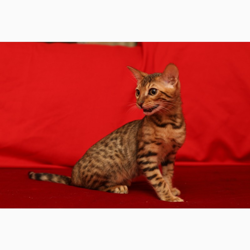 Фото 3. Чистокровные бенгальские котята