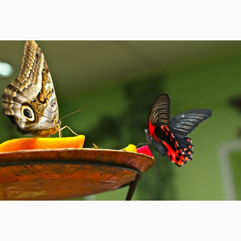 Фото 3/3. Живые тропические бабочки Зимой и Летом, Удивите ваших близких