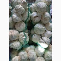 Продам оптом товарную белокочанную капусту, Львовская область
