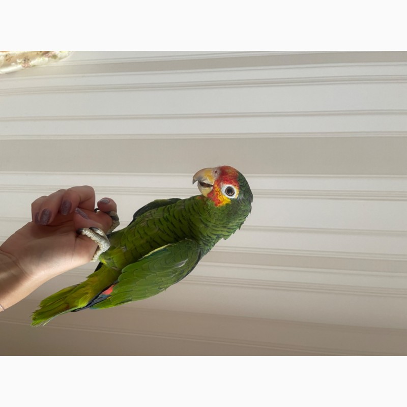 Фото 1/2. Продам говорящего попугая Амазона гибридного