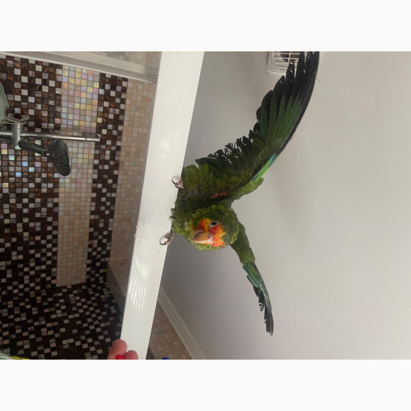Фото 2/2. Продам говорящего попугая Амазона гибридного