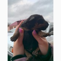 Продам щенків Ягдтерєра від робочих собак народженні 25.01.2023 деталі за телефоном